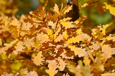 Similar image 21337369