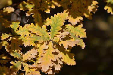 Similar image 21337371