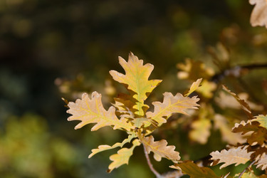 Similar image 21337381