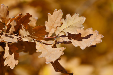 Similar image 21337386