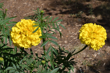 Similar image 21337279