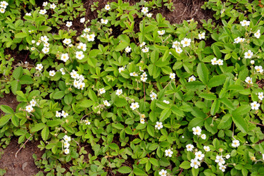 Similar image 21337286