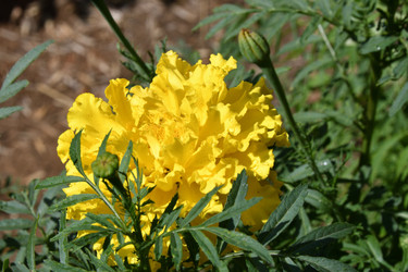 Similar image 21337345