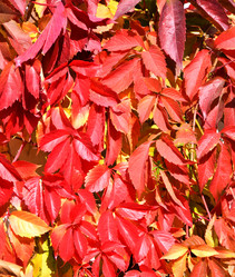 Similar image 21337294