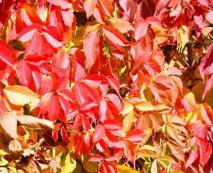 Similar image 21337296