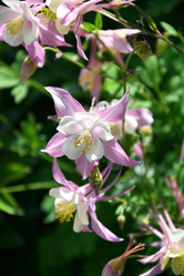 Similar image 21337309