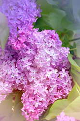 Similar image 21338062