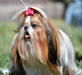 Similar image 21338085