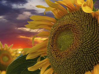 Similar image 21327454