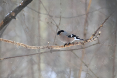 Similar image 21337536