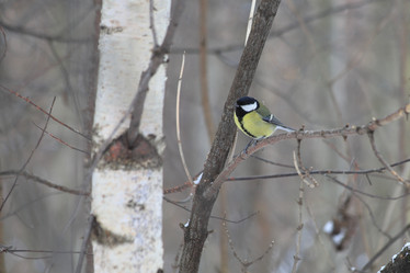 Similar image 21337537