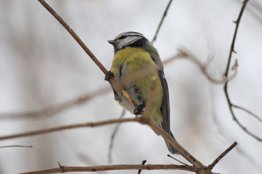 Similar image 21337542