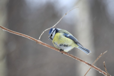 Similar image 21337543