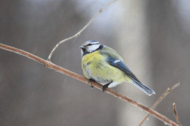 Similar image 21337544