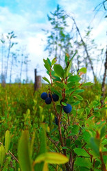 Similar image 21329139