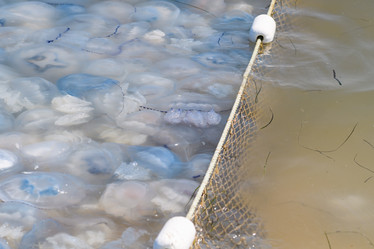 Similar image 21330613