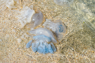 Similar image 21330614