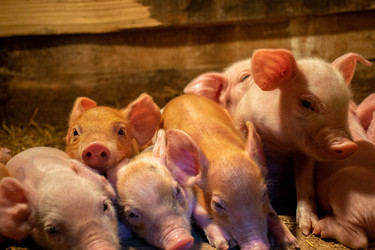 Similar image 21331915