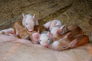 Similar image 21331918