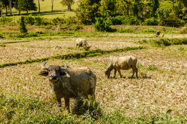 Similar image 21332586