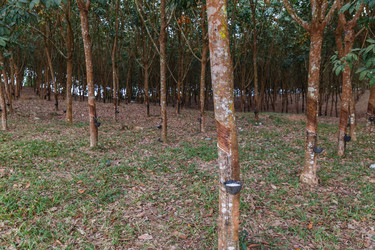 Similar image 21332596