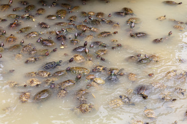 Similar image 21333074