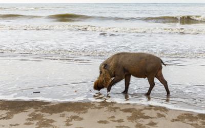 Similar image 21332752