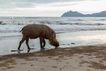 Similar image 21332776