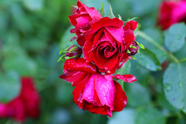 Similar image 21334953