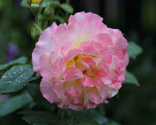 Similar image 21340701