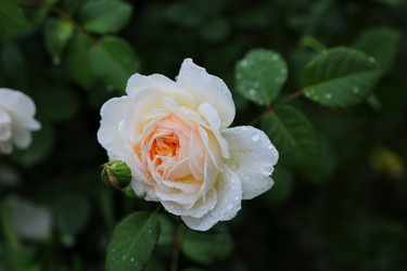 Similar image 21334956