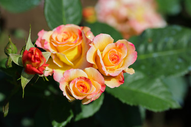 Similar image 21340707