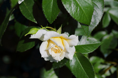 Similar image 21340709