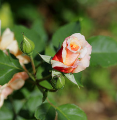 Similar image 21340712