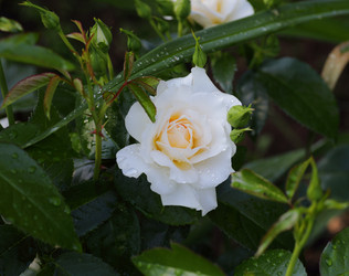 Similar image 21334962