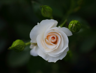 Similar image 21334901