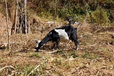 Similar image 21334363