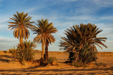 Similar image 21335520