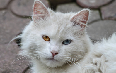 Similar image 21340926