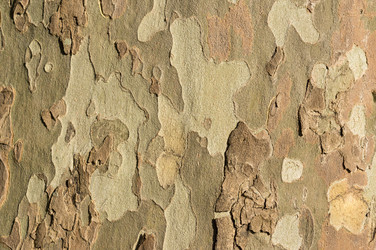 Similar image 21336333