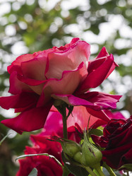 Similar image 21336433