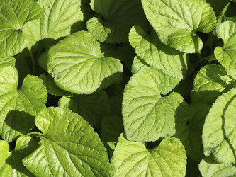 Similar image 21336838