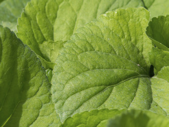 Similar image 21336841