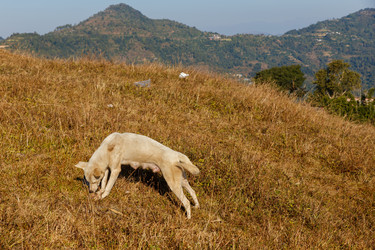 Similar image 21338333