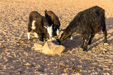 Similar image 21340278