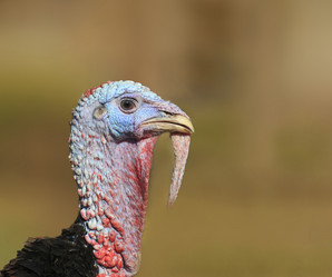 Similar image 21337677