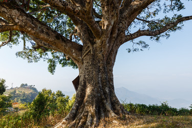 Similar image 21338265