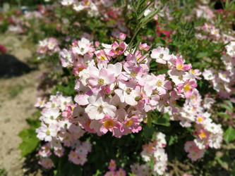 Similar image 21343187