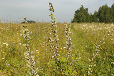 Similar image 21340284