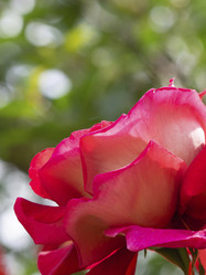 Similar image 21339874